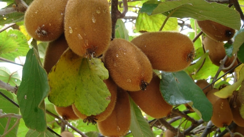 Kiwi